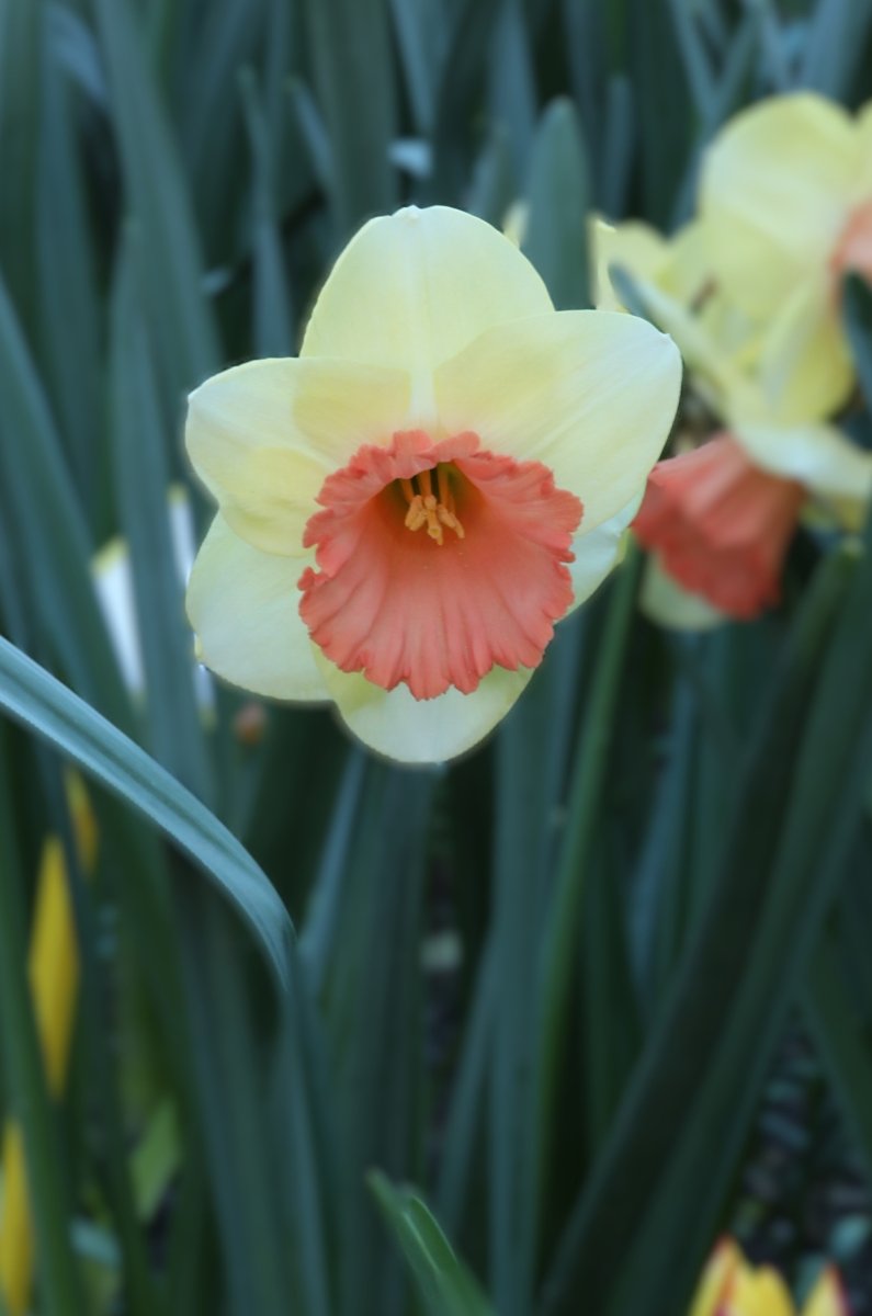 Daffodil - Color Magic