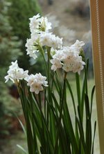 Daffodil - Paperwhite Inball