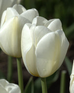 Tulip - Jumbo White