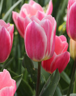 Tulip - Mandy's Choice