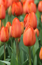 Tulip - Orange Balloon