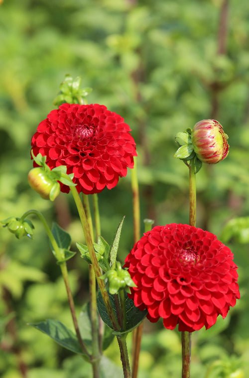 Dahlia - Nescio
