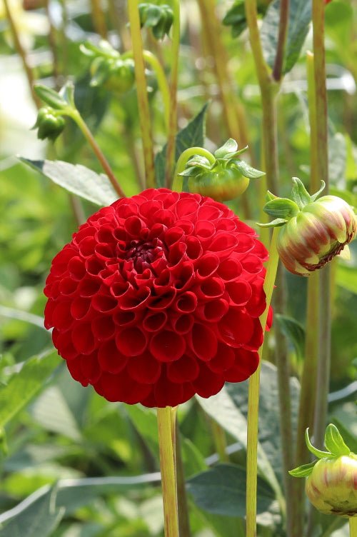 Dahlia - Nescio