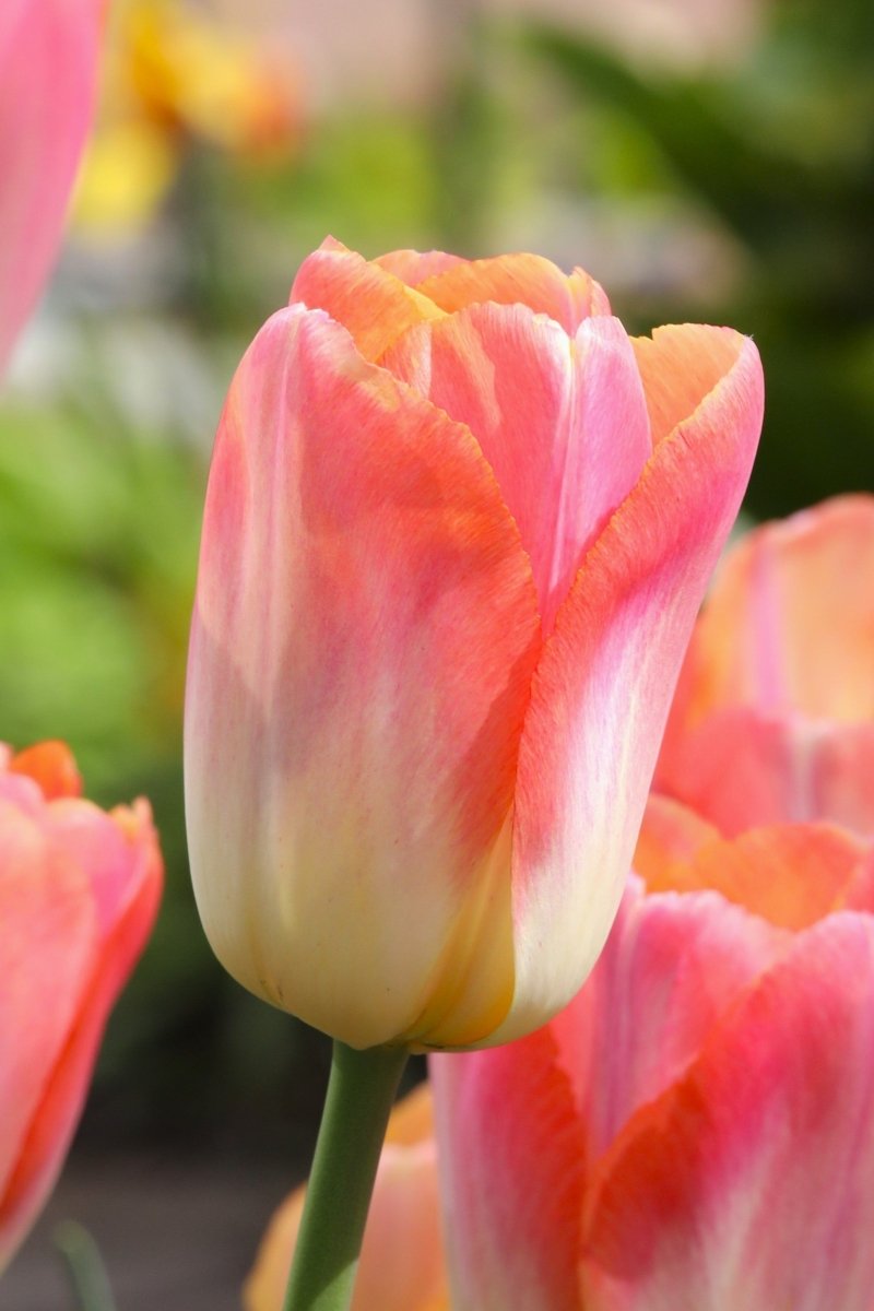 Tulip - Salmon Dynasty