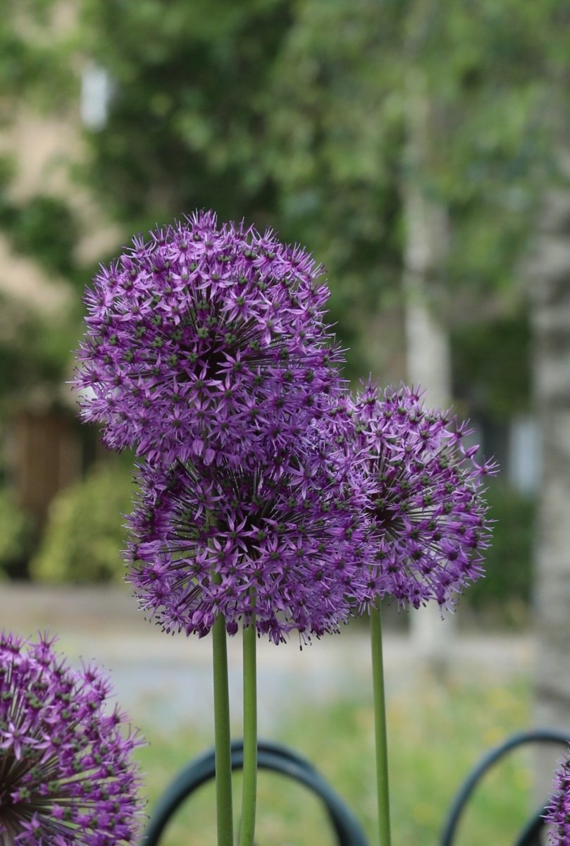 allium potted plant Summer Drummer