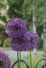 Allium - Summer Drummer