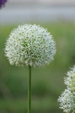 Allium - White Giant