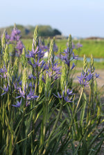 Camassia - leichtlinii Caerulea