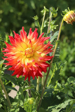 Dahlia - Fired Up