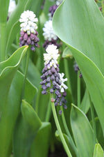 Grape Hyacinth - Grape Ice