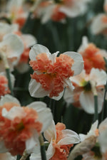 Daffodil - Raspberry Creme