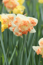 Daffodil - Sunny Girlfriend