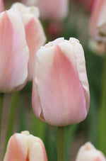 Tulip - Apricot Pride