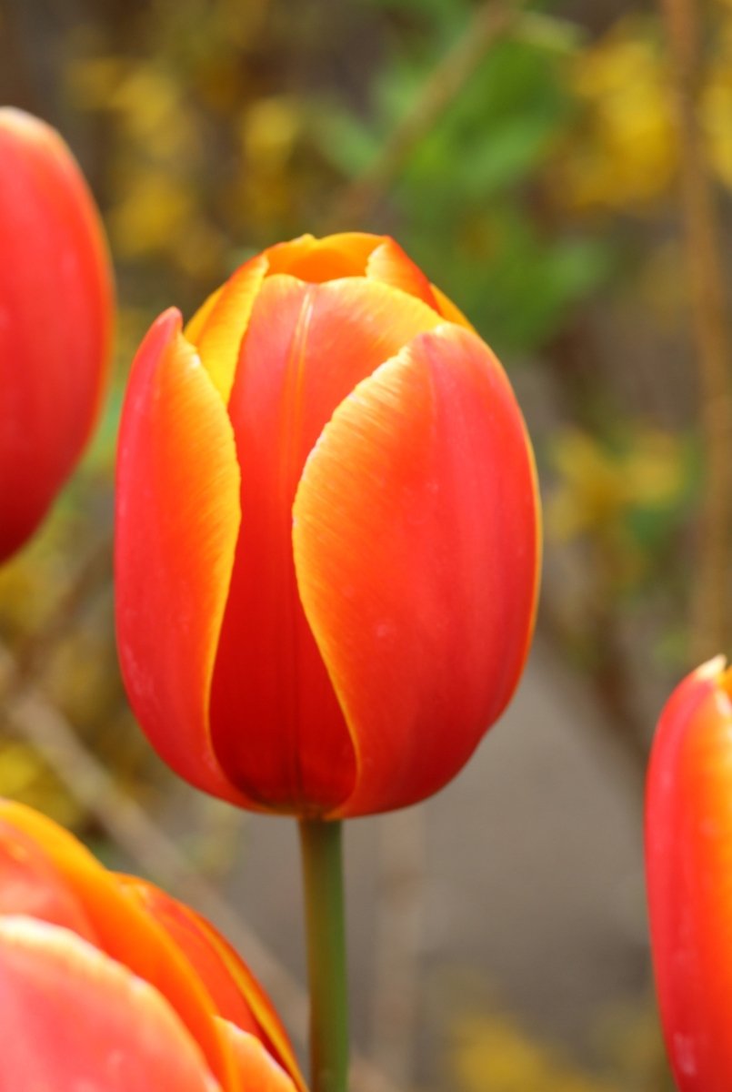 Tulip - Dafeng