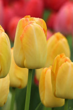 Tulip - Yellow Pride