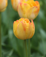 Tulip - Granny Award