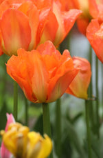 Tulip - Disneyland Paris