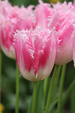 Tulip - Huis ten Bosch