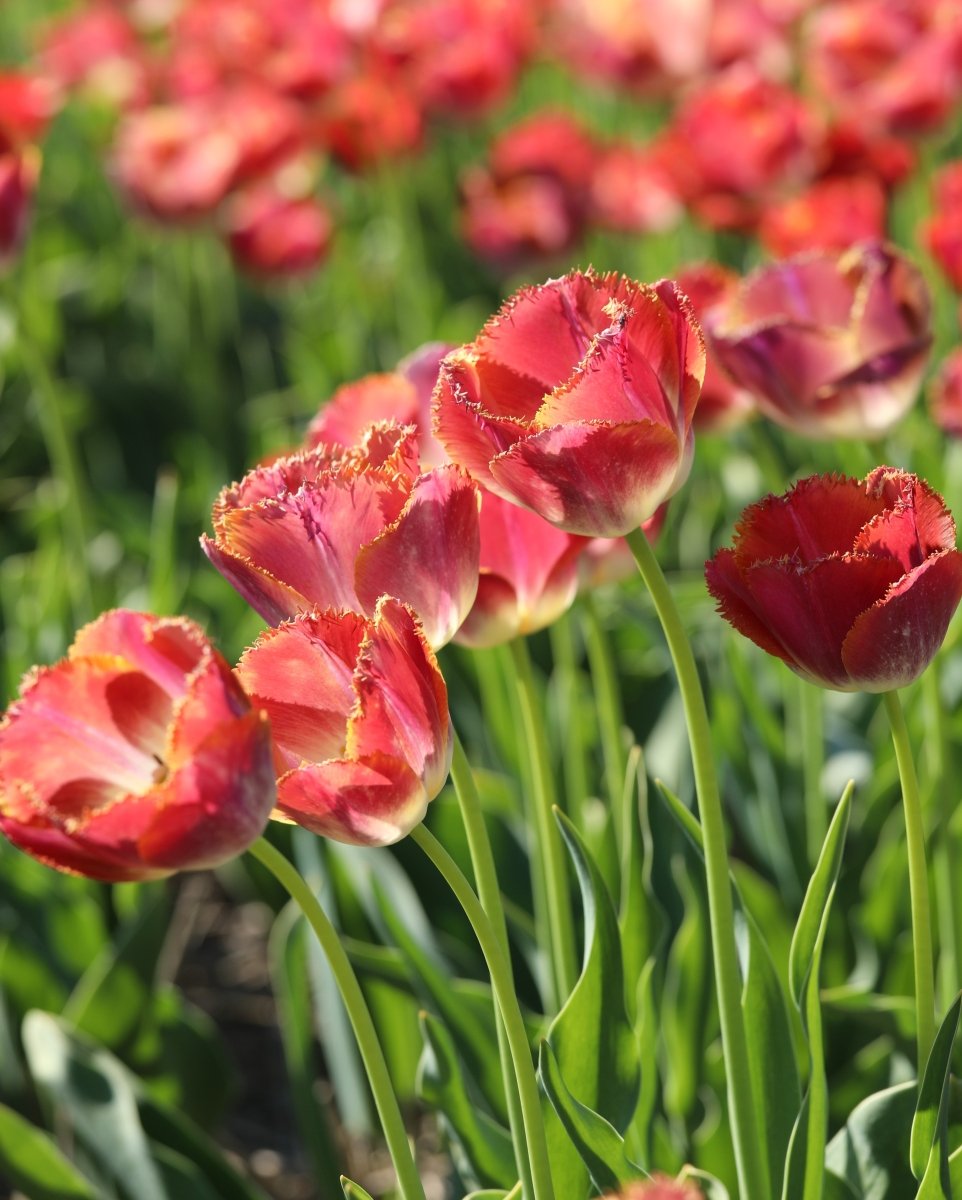 Tulip - Sunset Miami