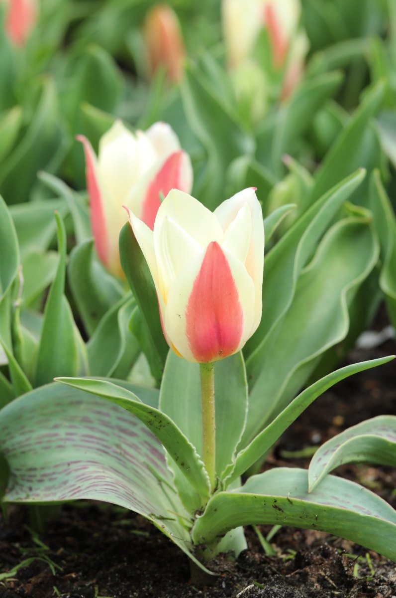 Tulip - The First