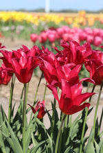 Tulip - Queen Rania
