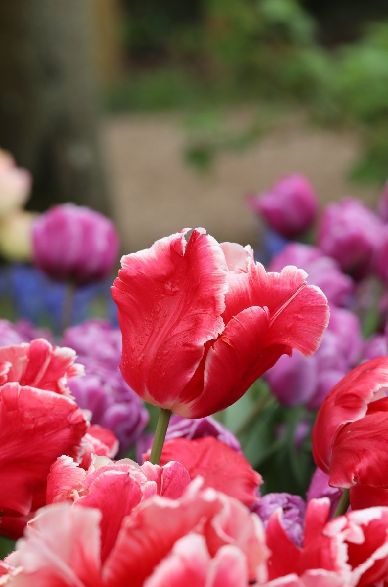 Tulip - Deejay Parrot