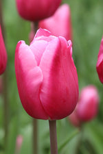 Tulip - Jumbo Beauty
