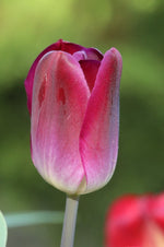 Tulip - Kansas Proud