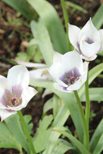 Tulip - humilis Alba