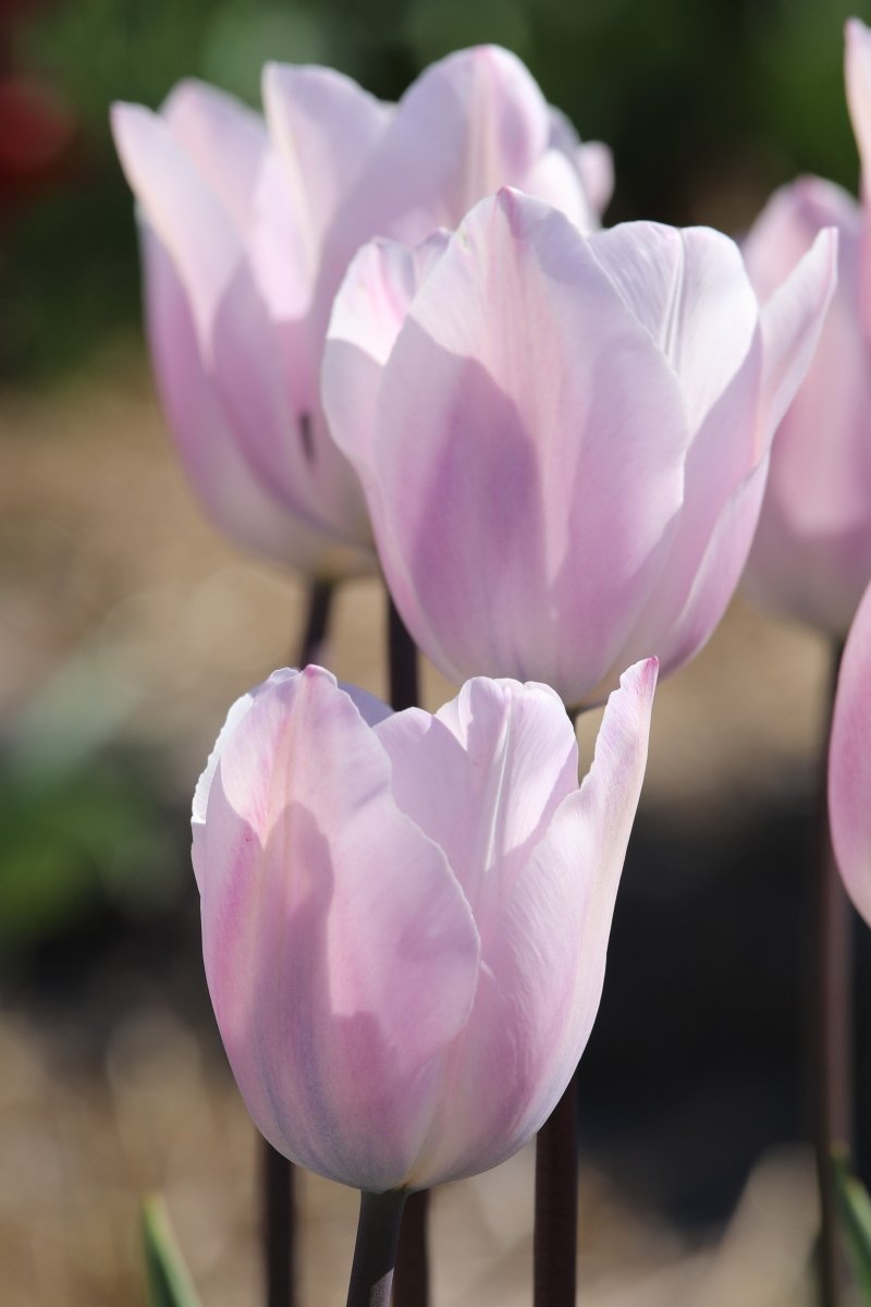Tulip - Silver Cloud