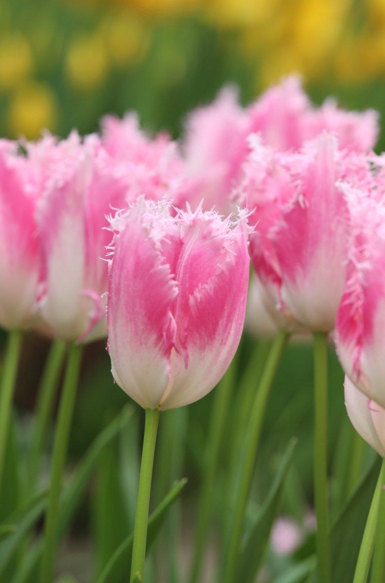 Tulip - Huis ten Bosch