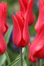 Tulip - Red Street