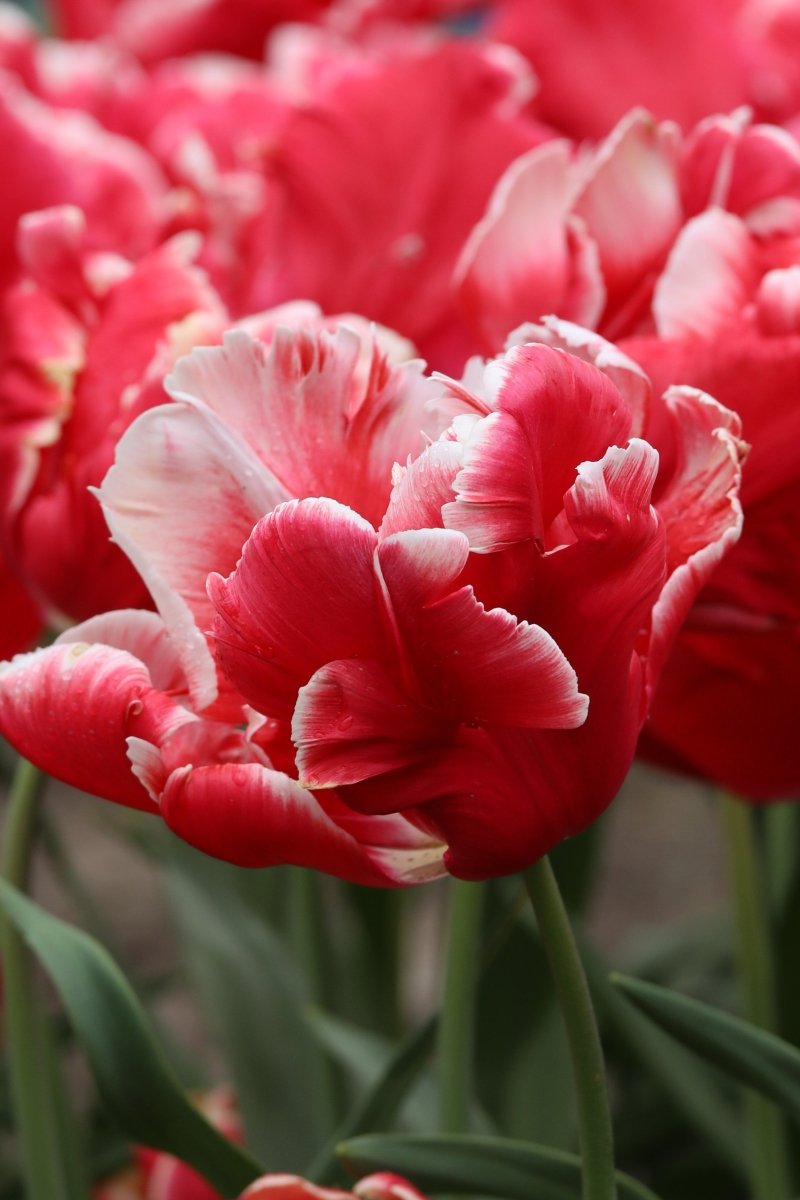 Tulip - Deejay Parrot