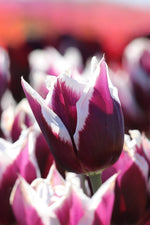 Tulip - Rimini