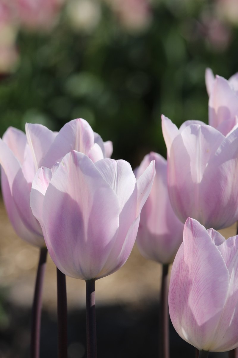 Tulip - Silver Cloud
