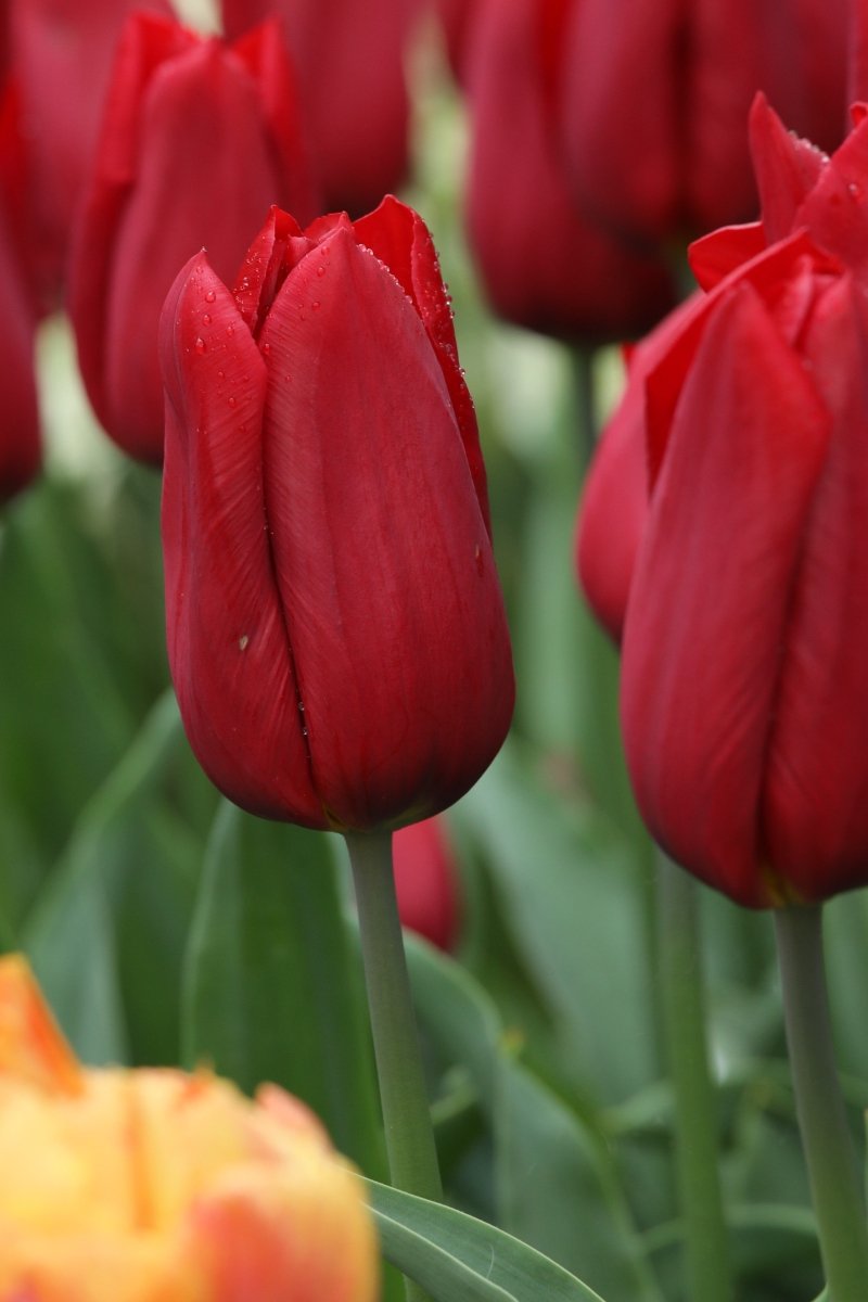 Tulip - Strong Love