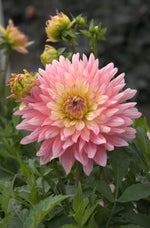 Dahlia - Extase