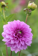 Dahlia - Vassio Meggos