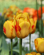 Tulip - Olympic Flame