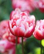 Tulip - Voicemail