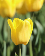 Tulip - Caractere