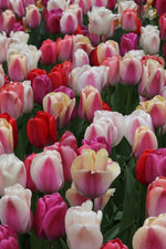 Tulip - Grower's Pride Mixed