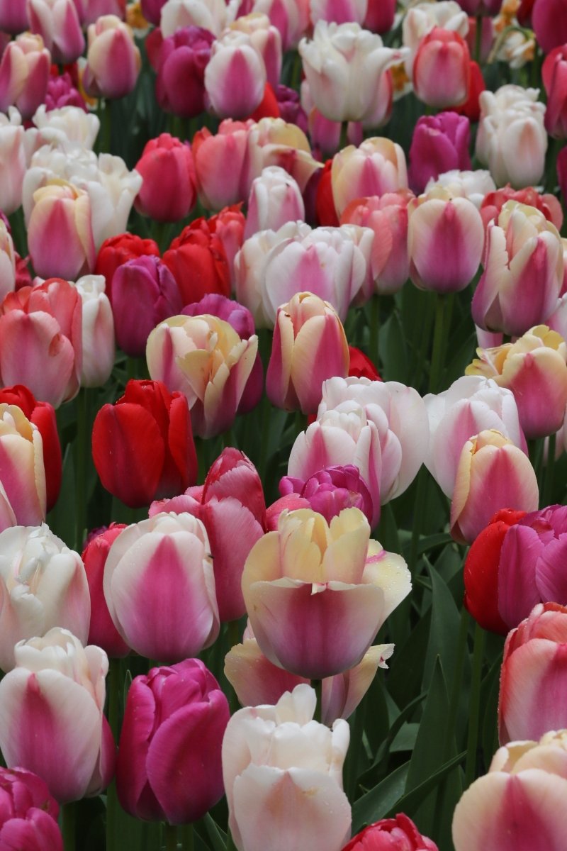 Tulip - Grower's Pride Mixed