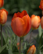 Tulip - Prins Willem Alexander