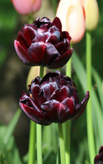 Tulip - Black Hero