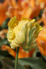 Tulip - Yellow Madonna