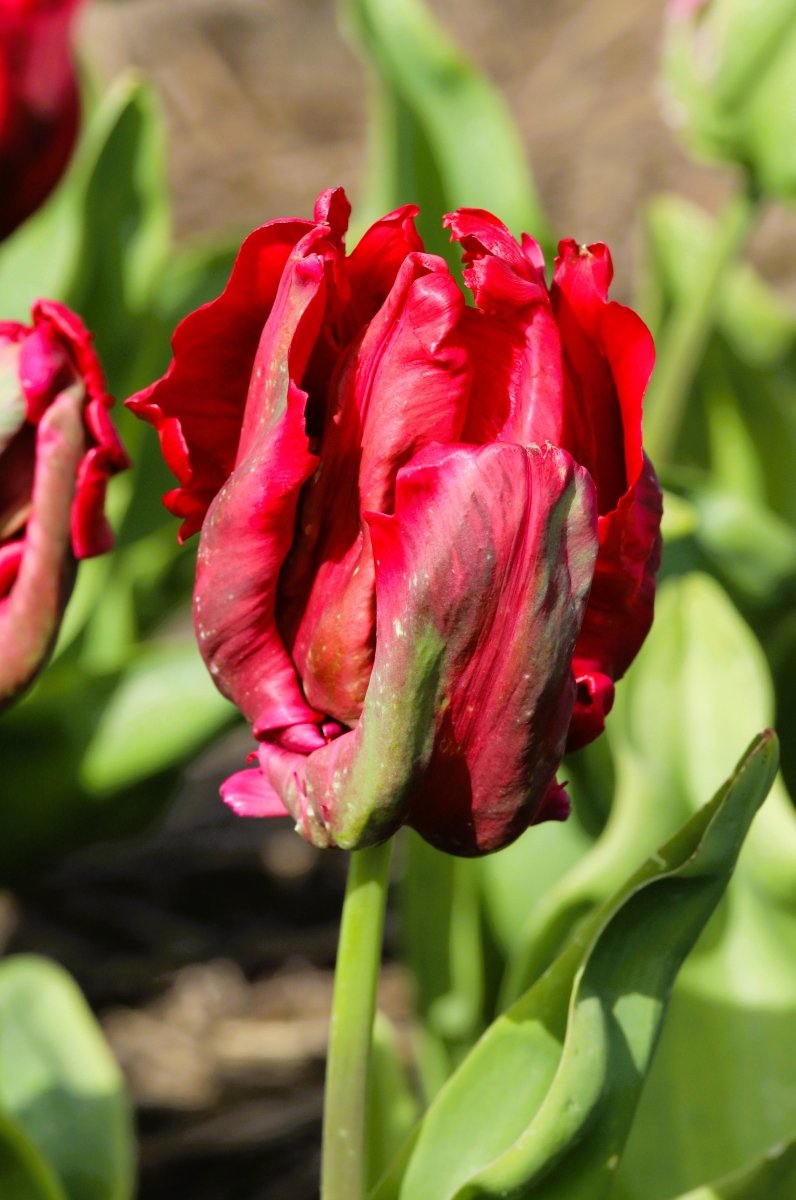 Tulip - Red Madonna