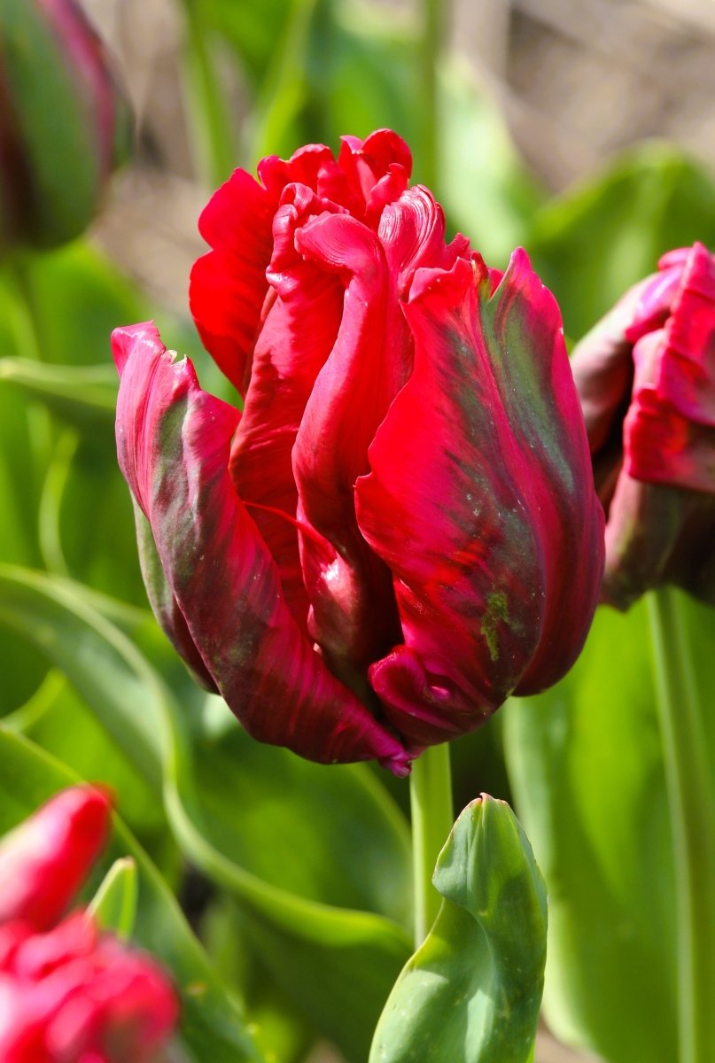 Tulip - Red Madonna