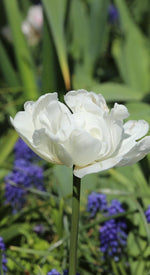Tulip - White Foxtrot