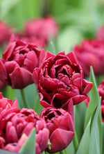 Tulip - Alison Bradley